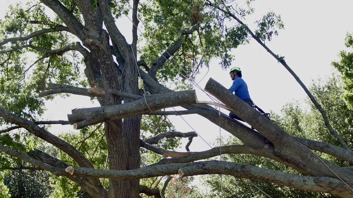 Professional Crown Thinning performed by certified arborists in Milledgeville